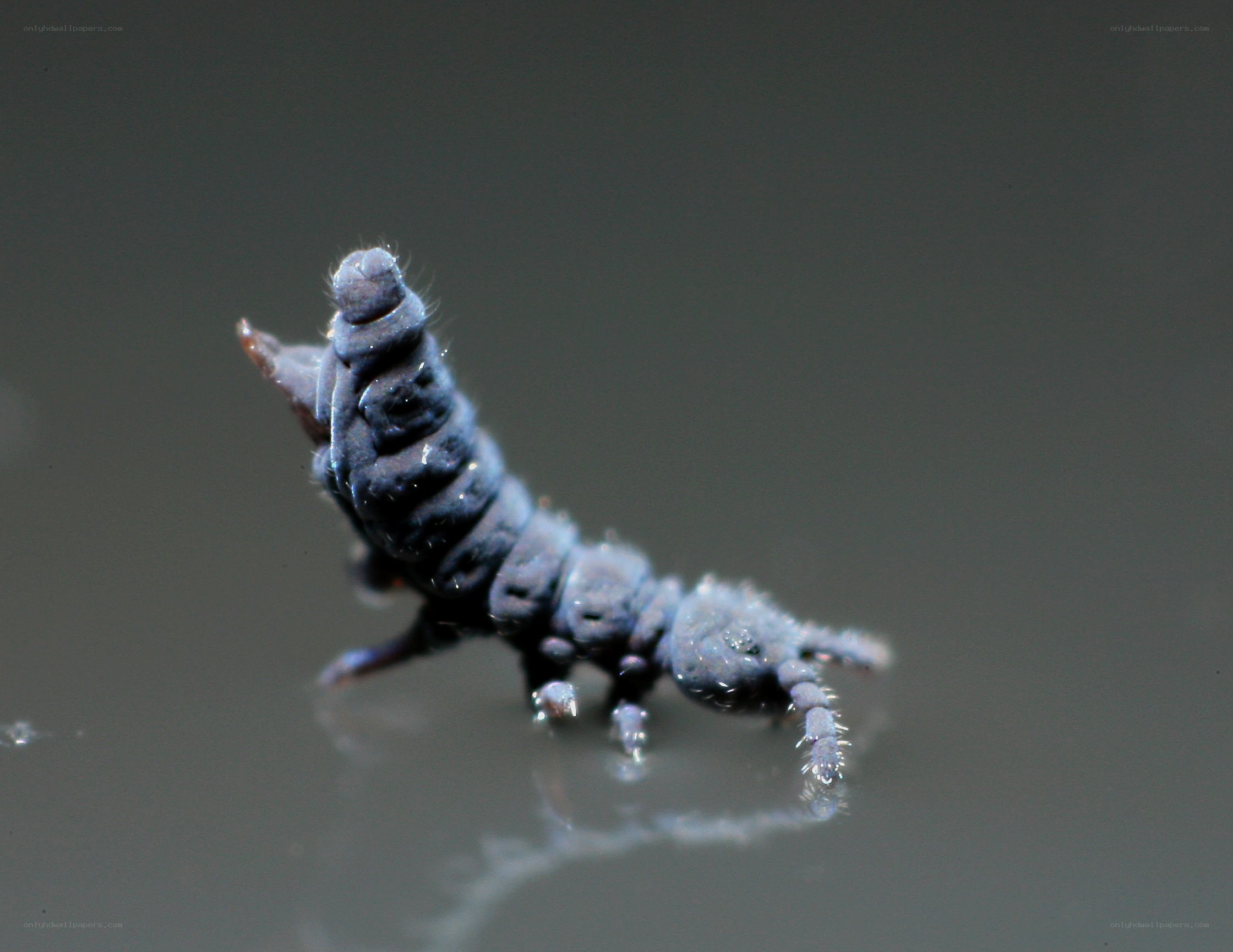 close-up of a springtail