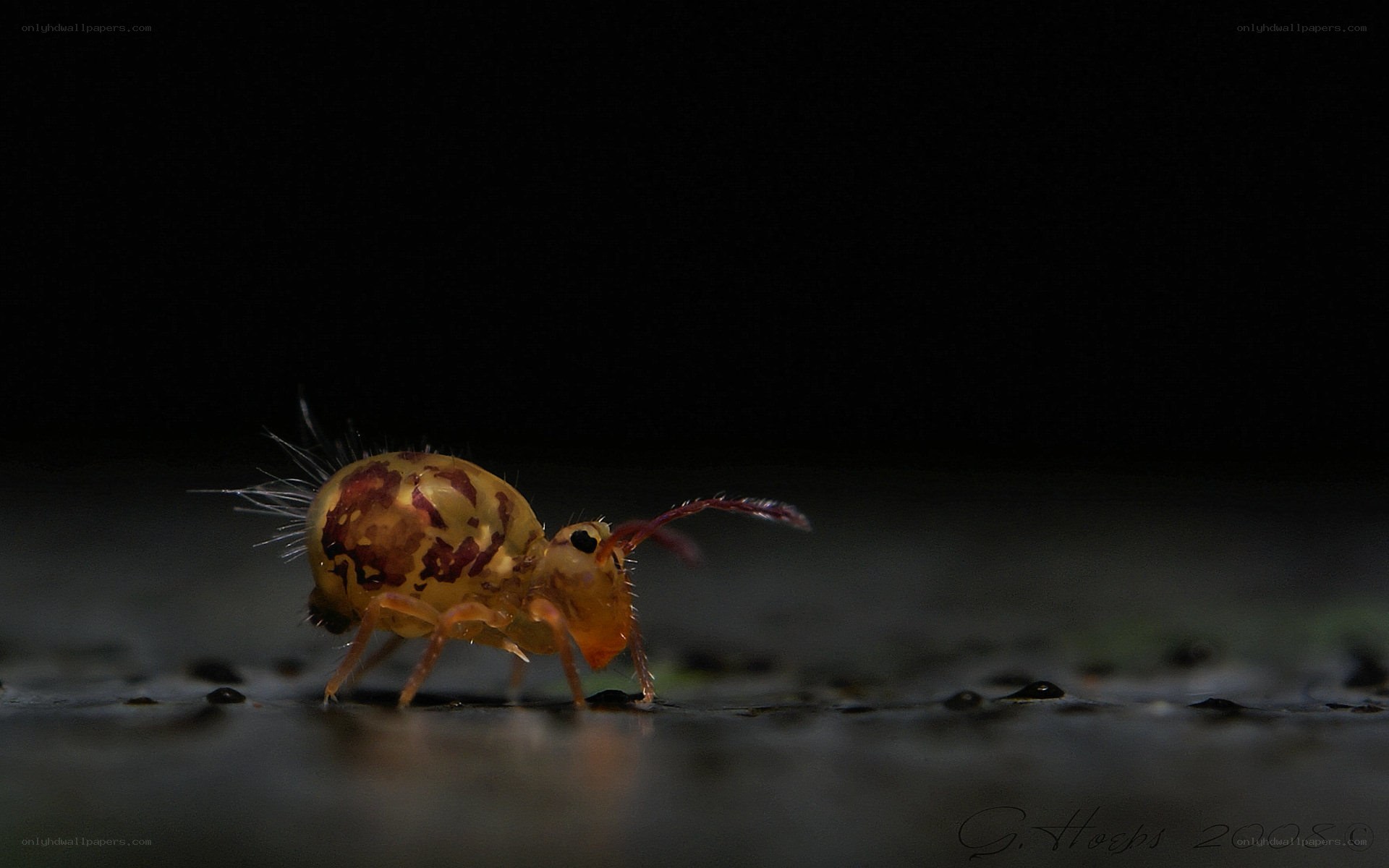 close-up of a springtail