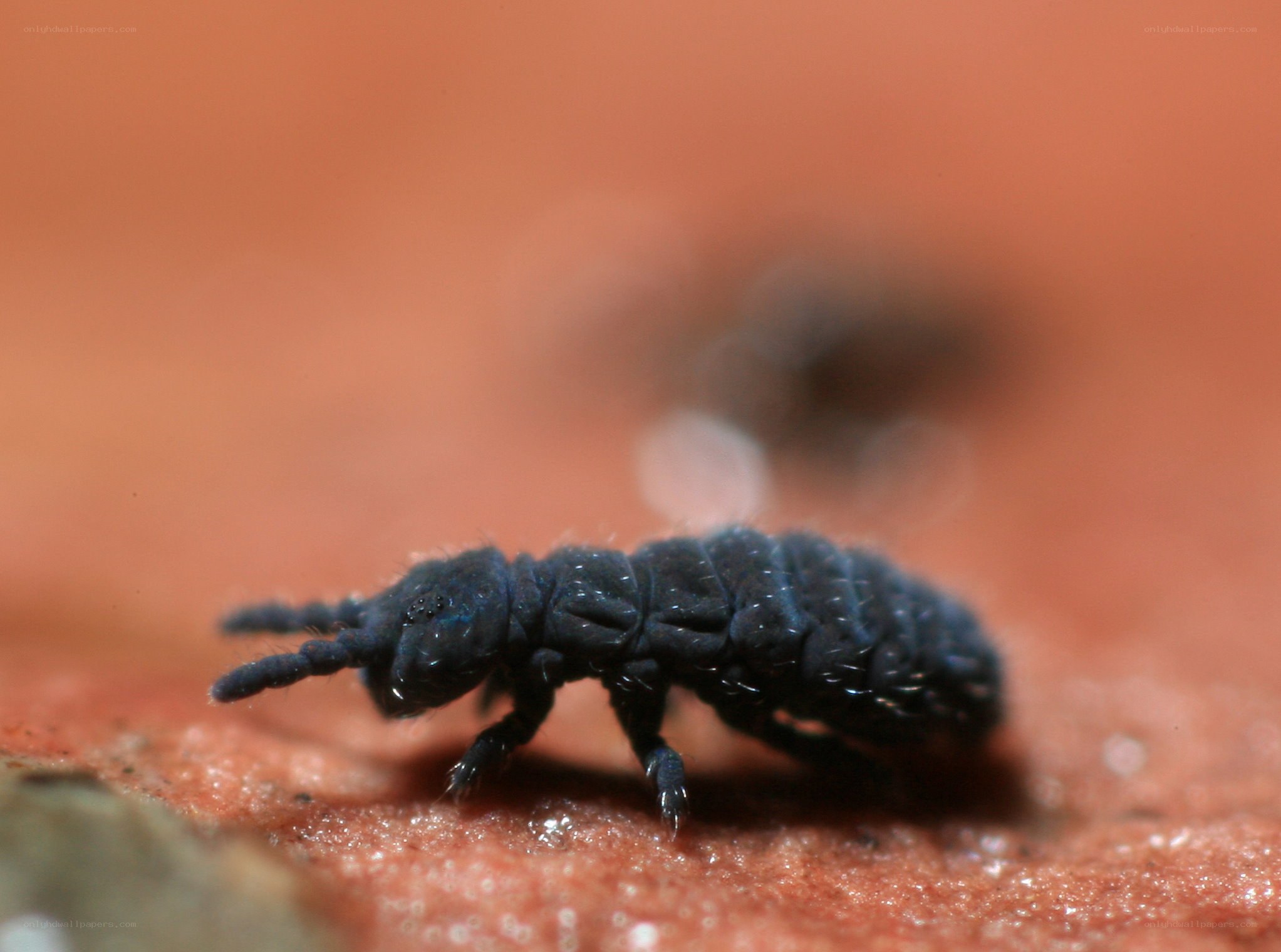 close-up of a springtail