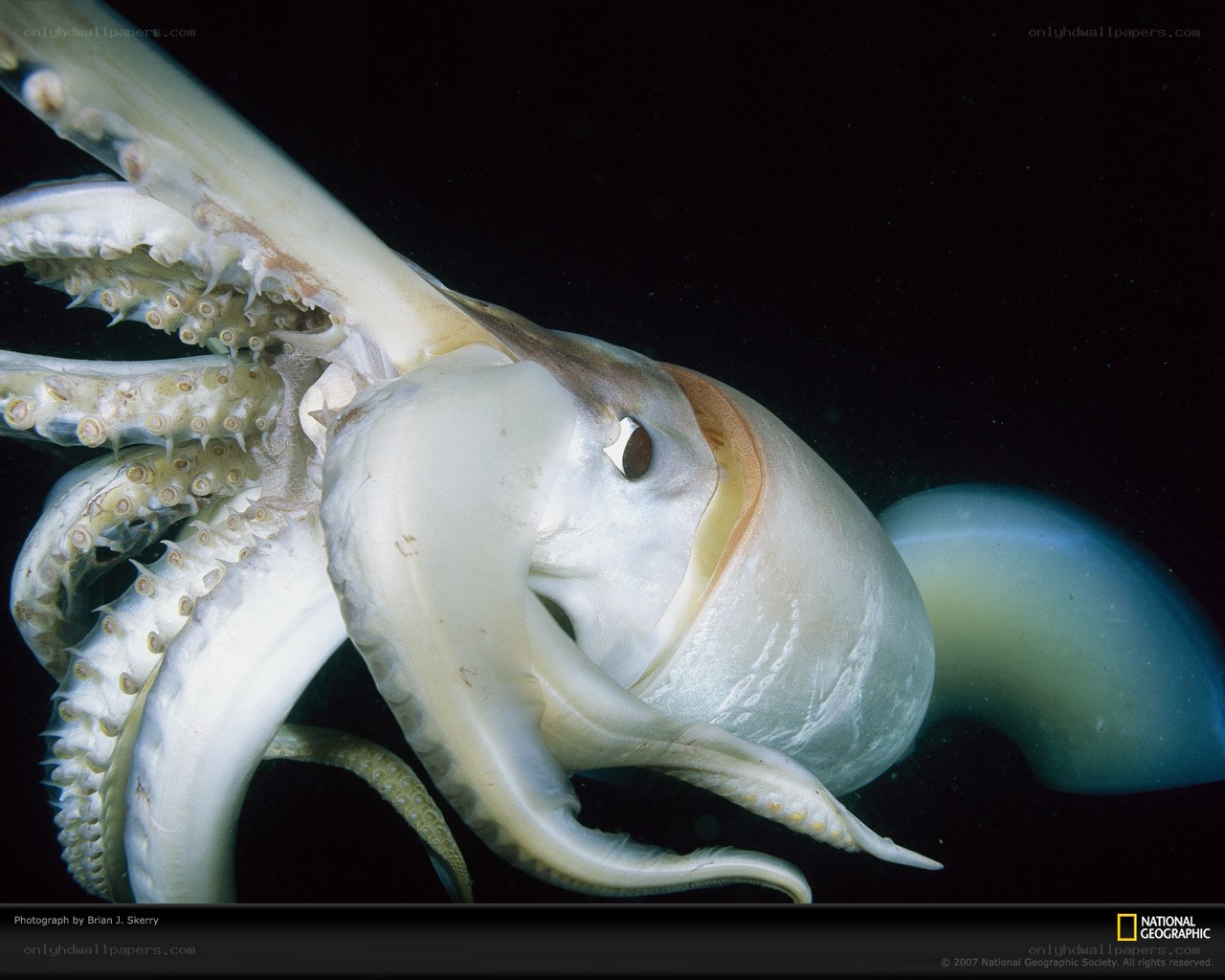 Close-up of a squid