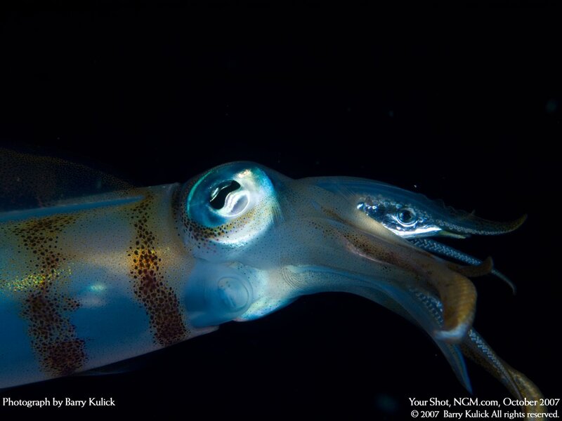Close-up of a squid