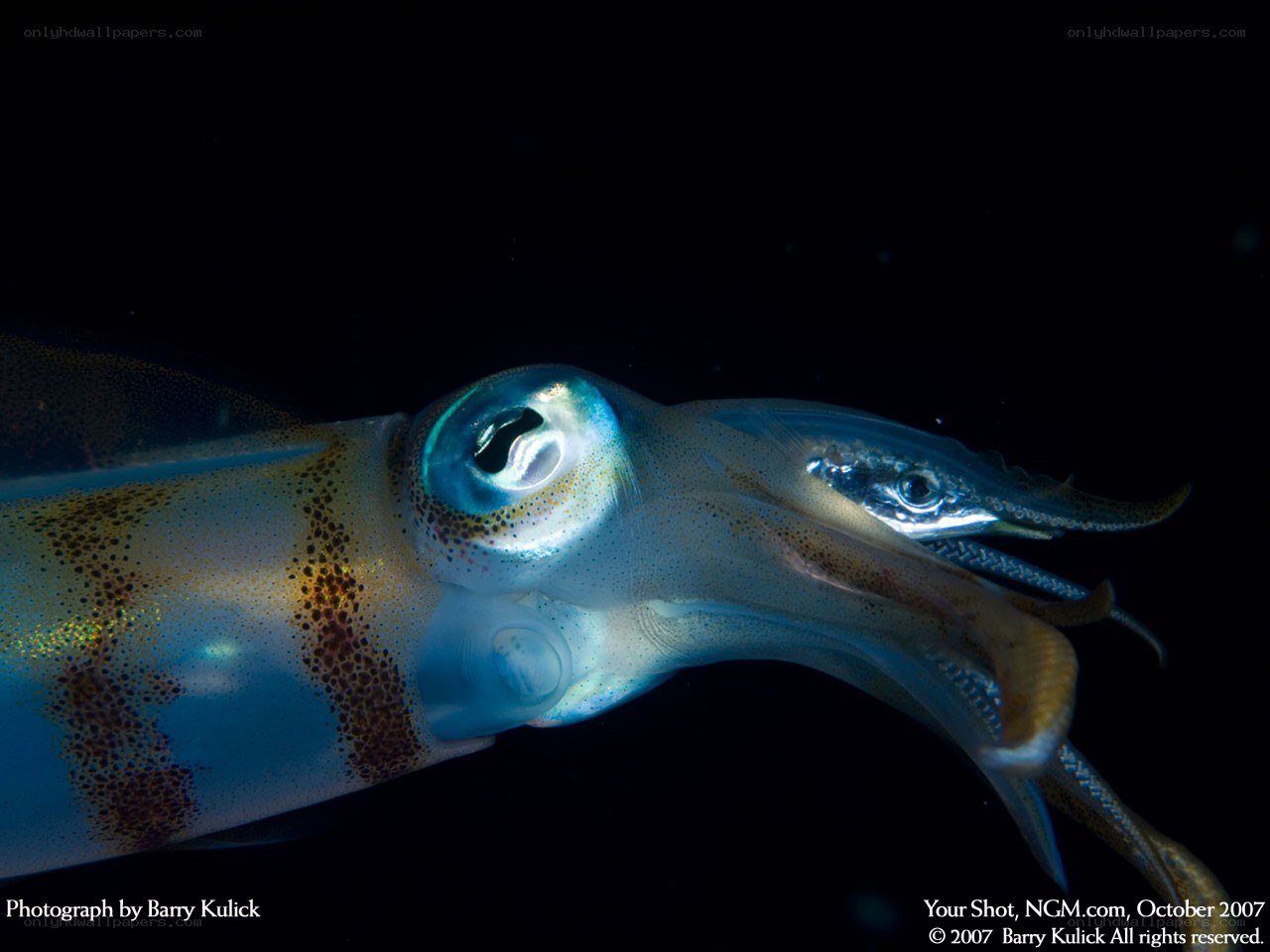 Close-up of a squid