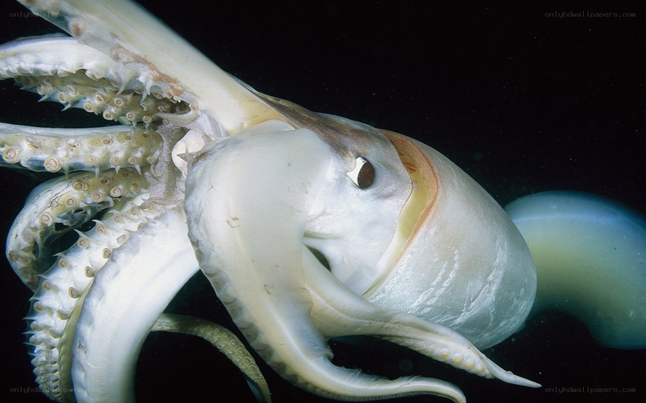 Close-up of a squid