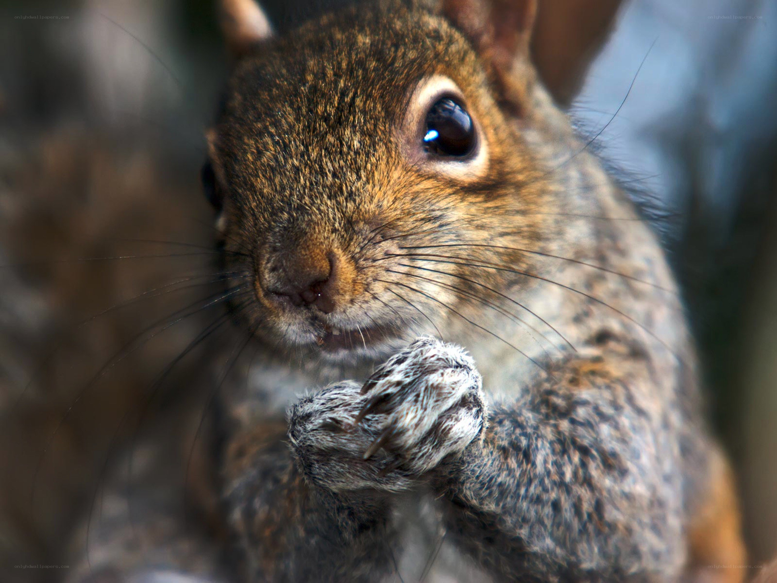 close-up of a squirrel