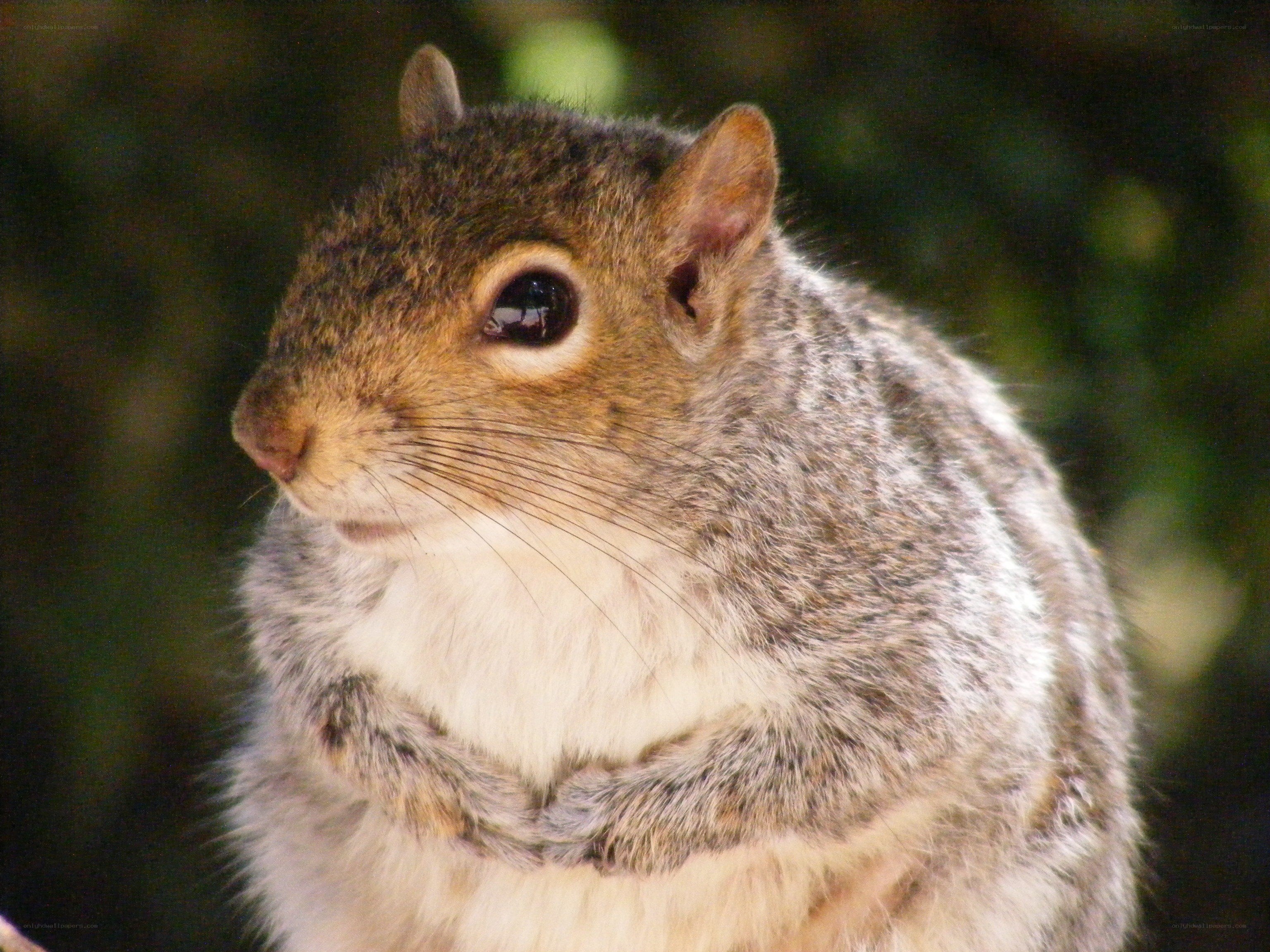 close-up of a squirrel