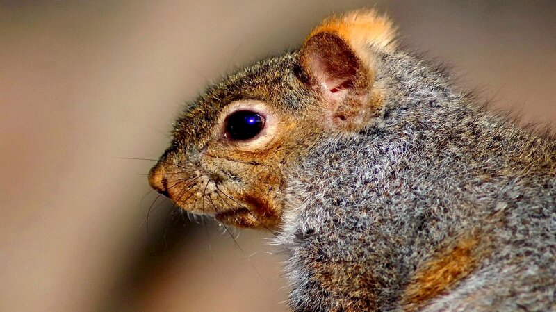 close-up of a squirrel