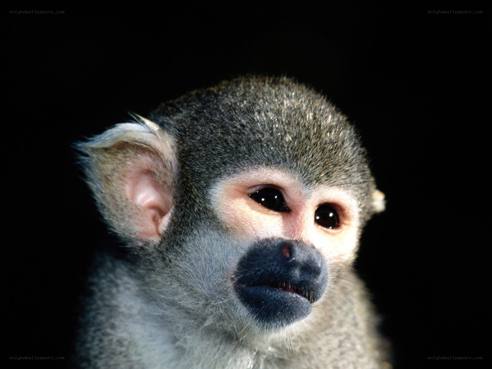 close-up of a squirrel monkey