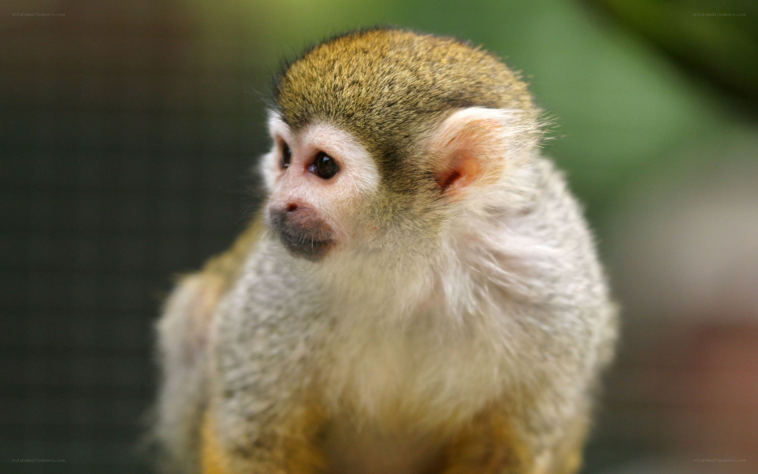 Close-up of a squirrel monkey
