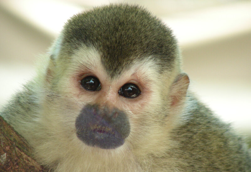 close-up of a squirrel monkey