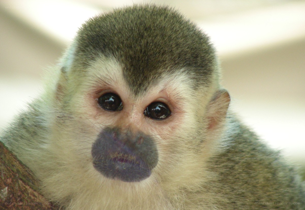 close-up of a squirrel monkey