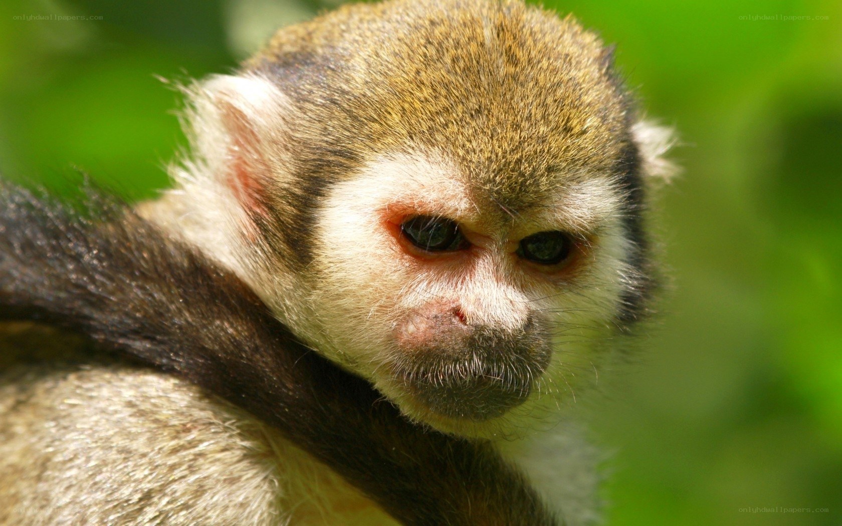 Close-up of a squirrel monkey