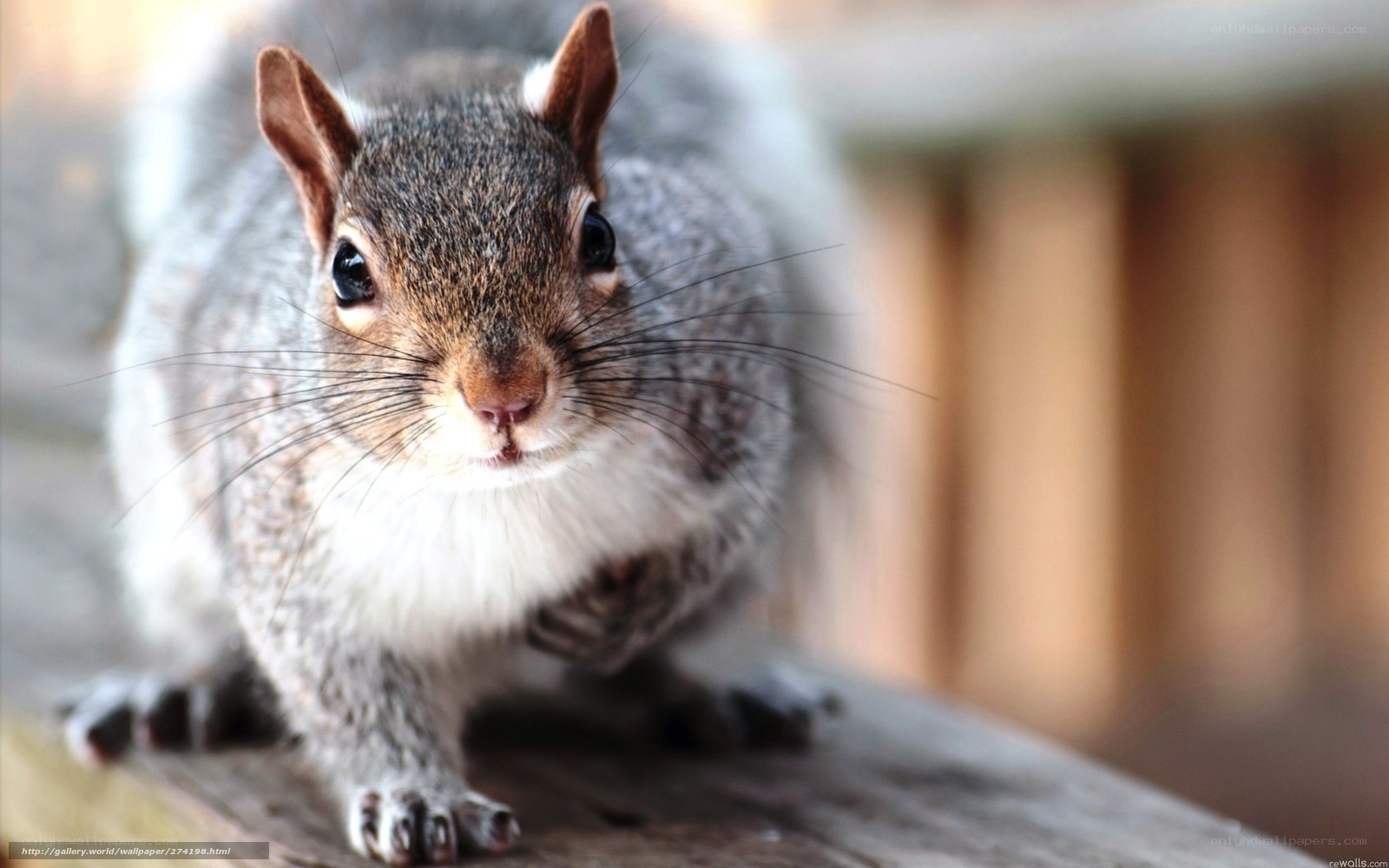 close-up of a squirrel