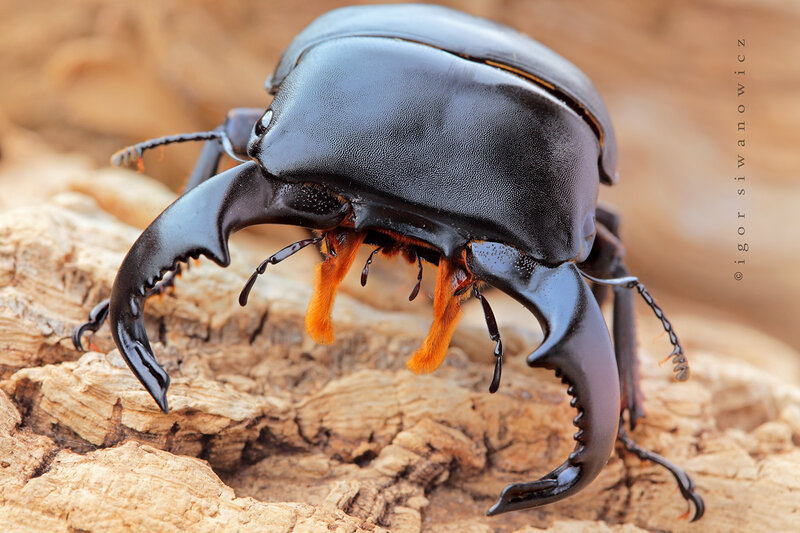 Close-up of a stag beetle