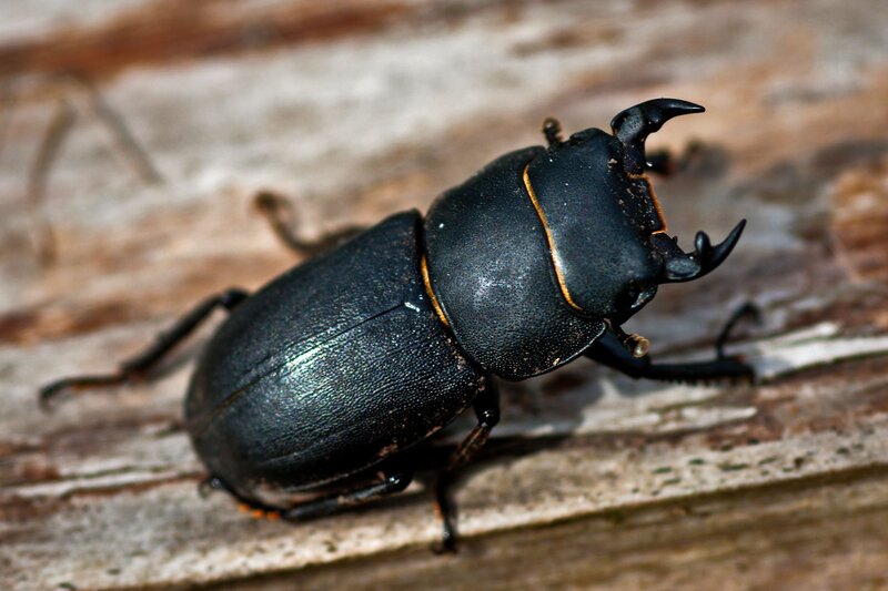 Close-up of a stag beetle