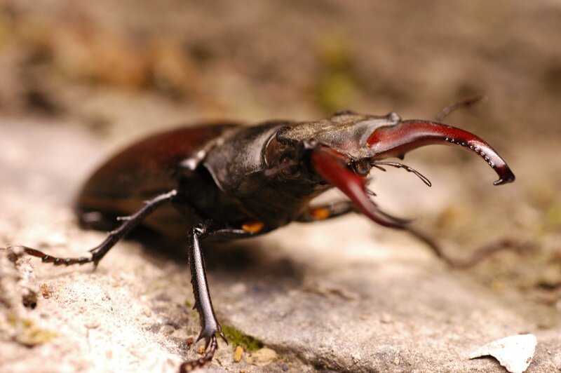 Close-up of a stag beetle