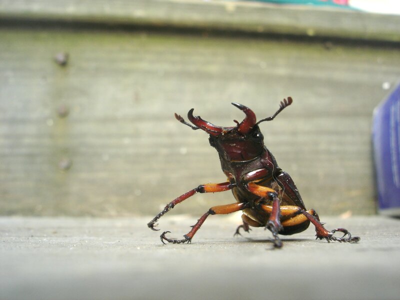 Close-up of a stag beetle