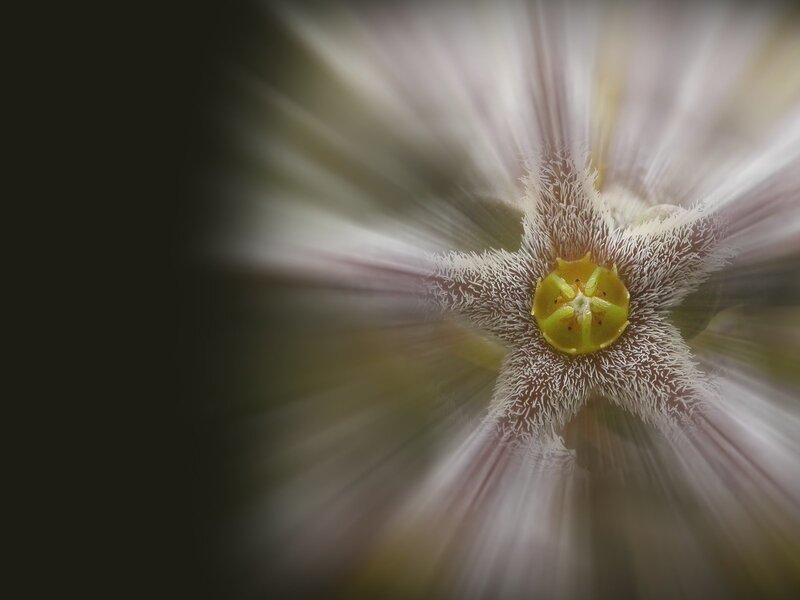 close-up of a star-shaped flower