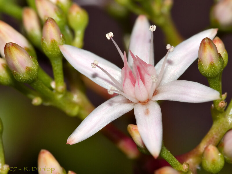 close-up of a star-shaped flower