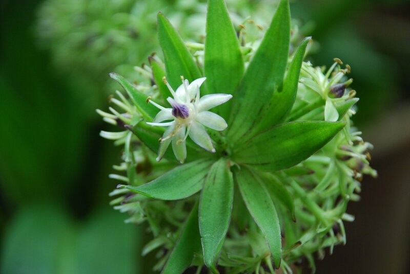 close-up of a star-shaped flower