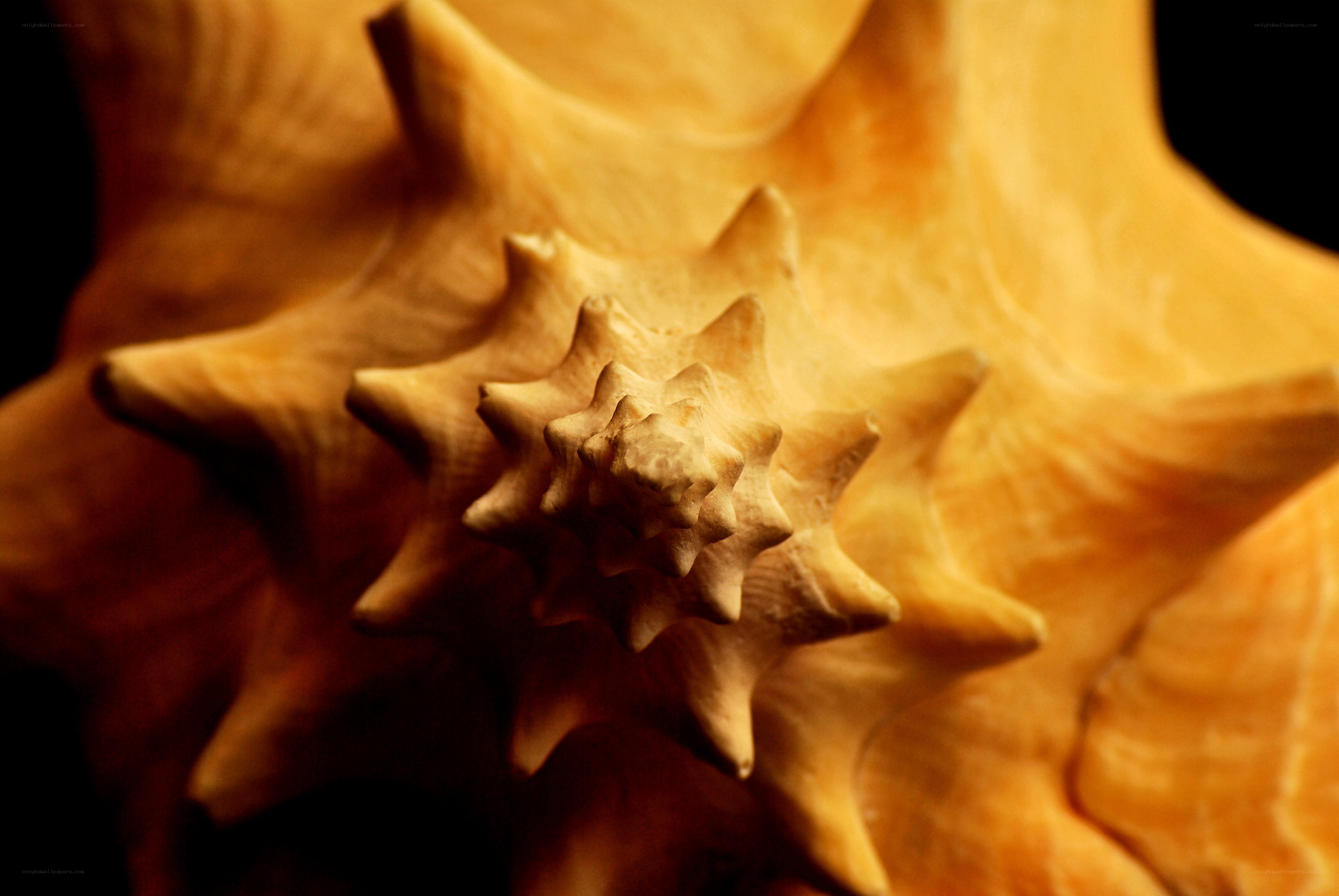 Close-up of a star shell