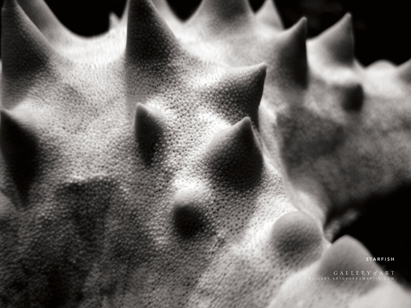Close-up of a starfish