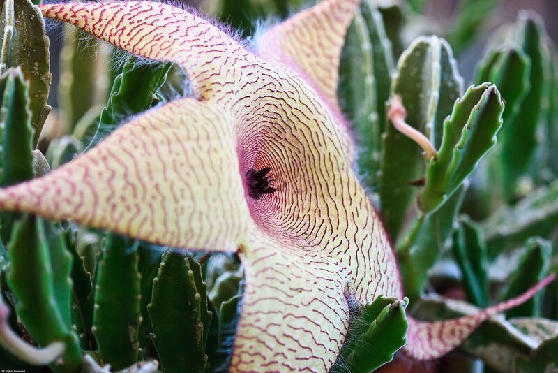 Close-up of a starfish flower