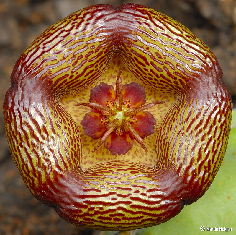 Close-up of a Starfish Flower — Yellow