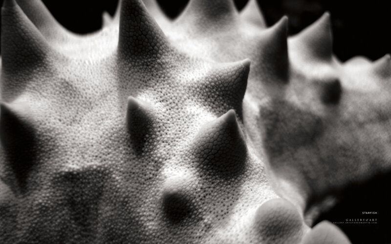 Close-up of a starfish