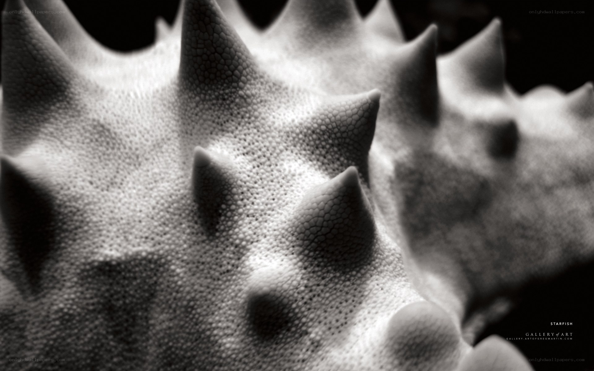 Close-up of a starfish