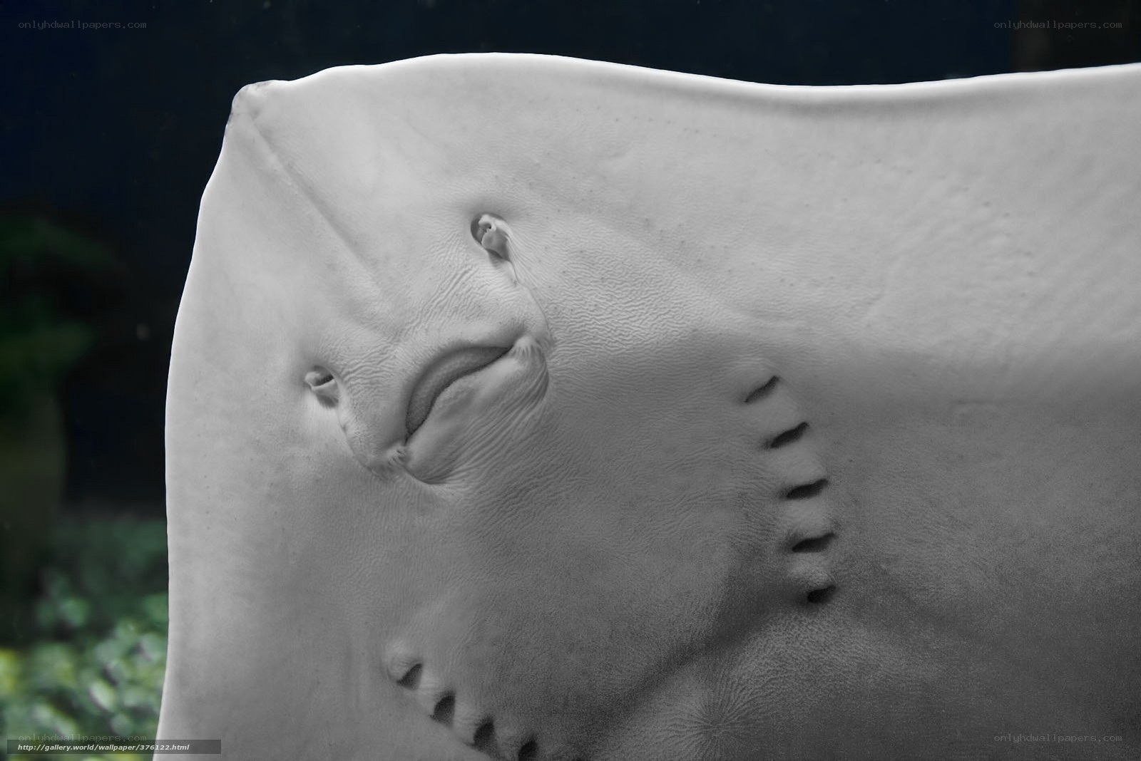 Close-up of a stingray's face