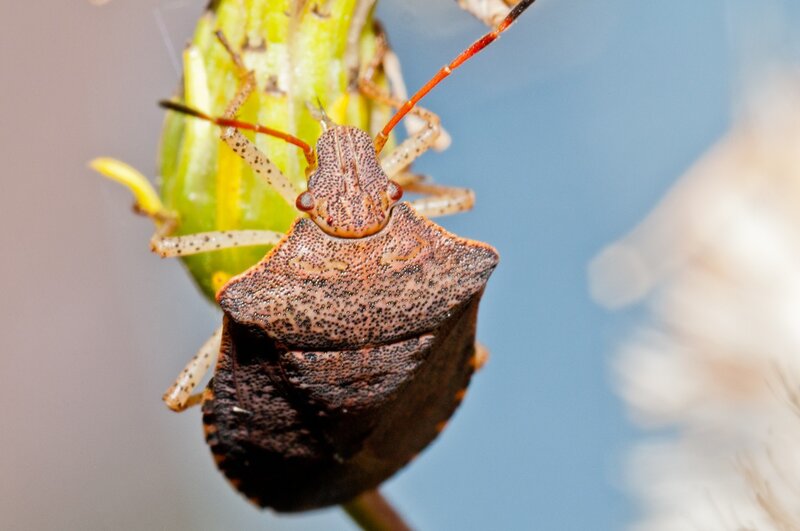 close-up of a stink bug