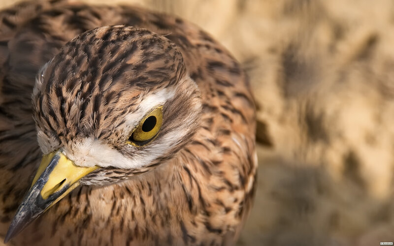 close-up of a stone curlew