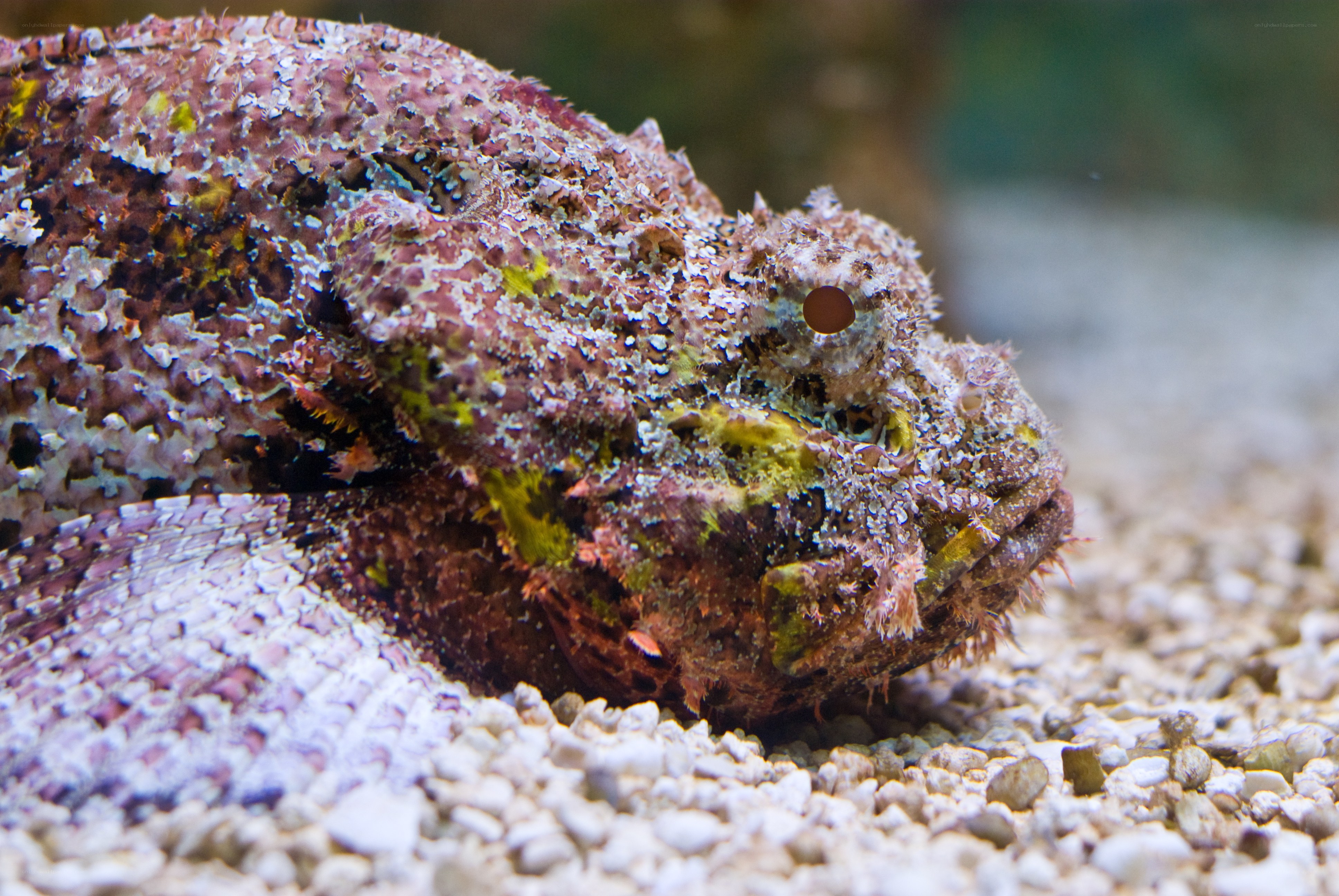 close-up of a stonefish