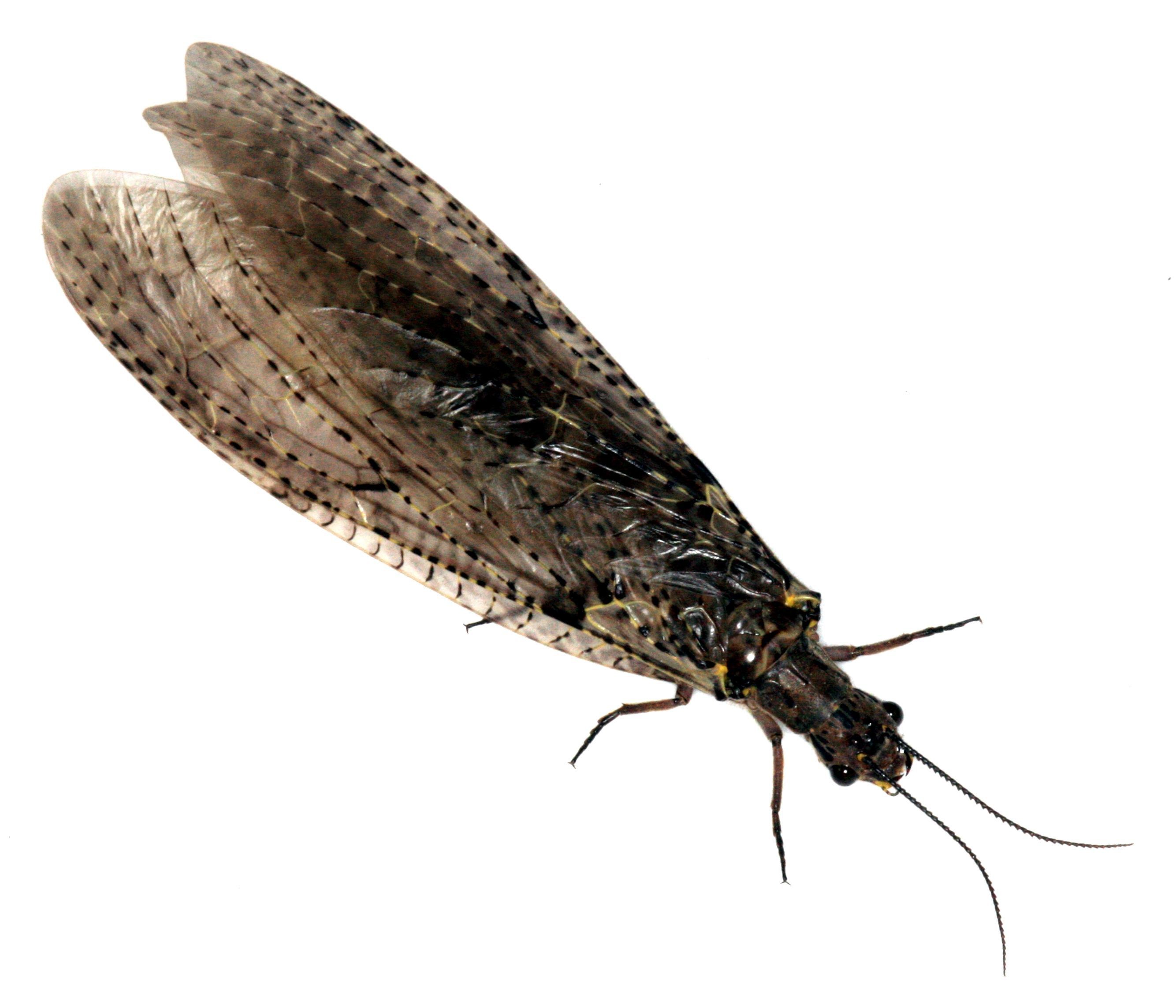 Close-up of a stonefly