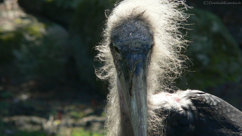 close-up of a stork