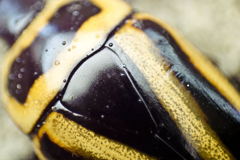 close-up of a striped beetle