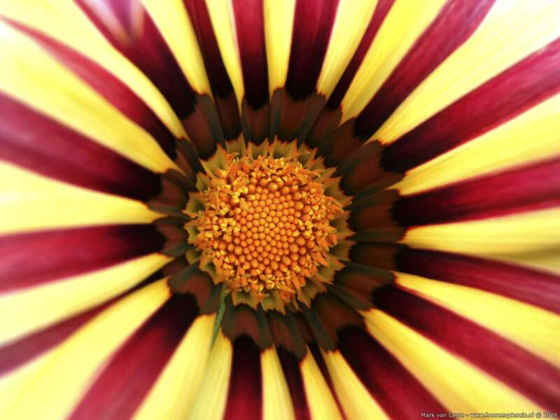 Close-up of a striped flower