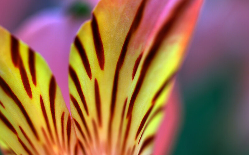 Close-up of a striped flower