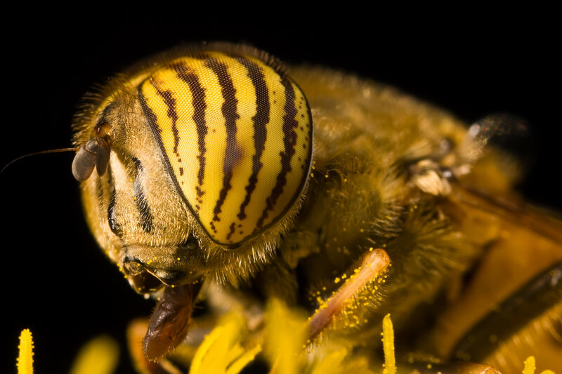 Close-up of a striped fly