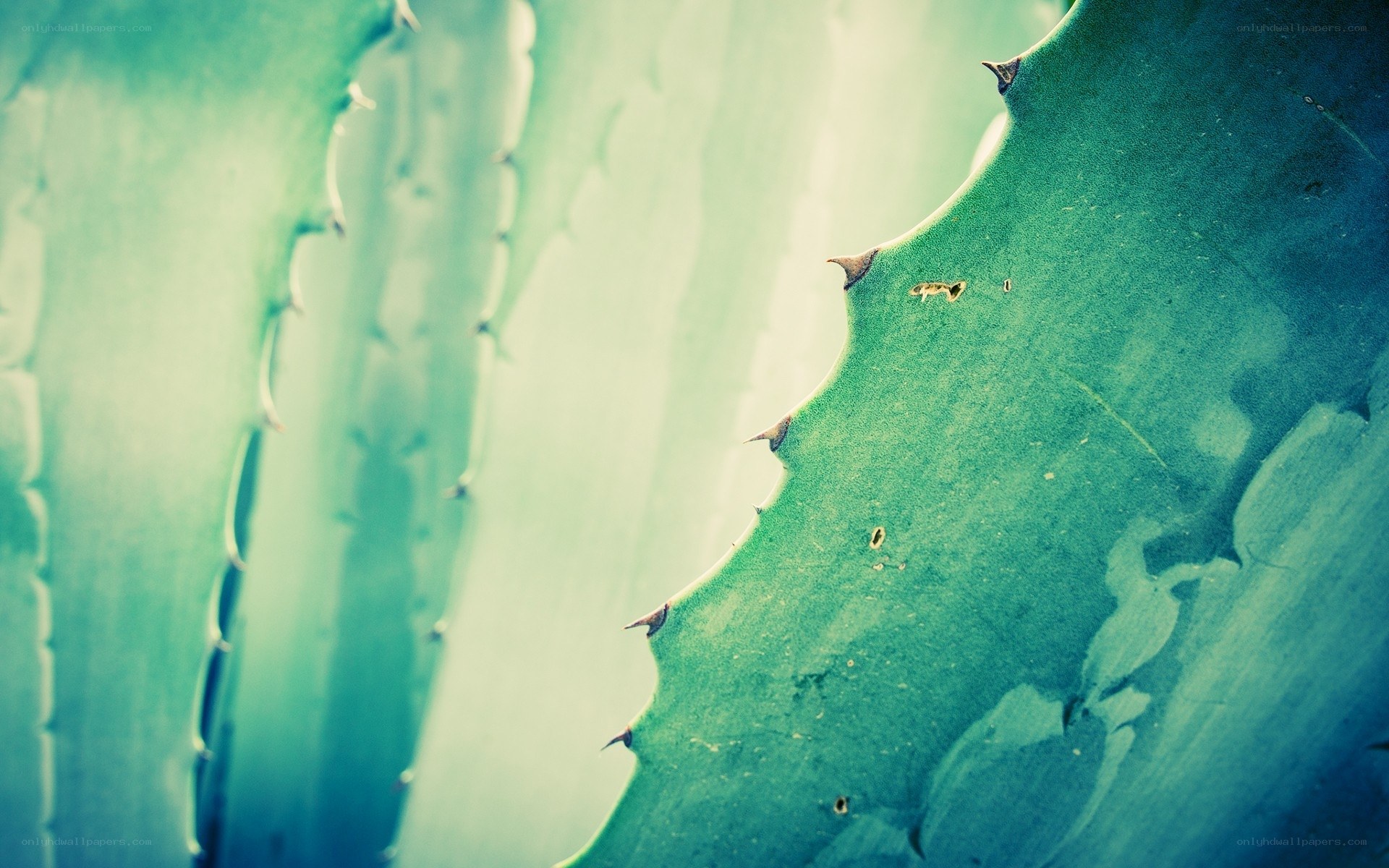 Close-up of a succulent leaf