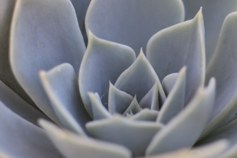 Close-up of a succulent plant