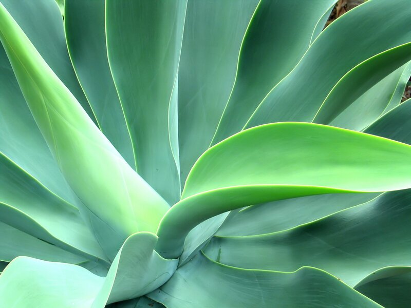 Close-up of a succulent plant