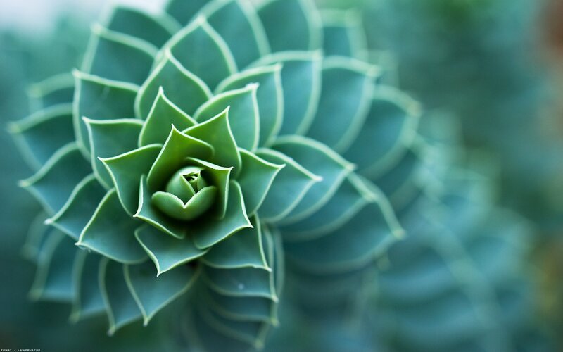 Close-up of a succulent plant