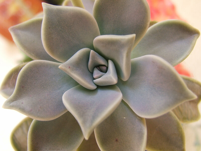 close-up of a succulent plant