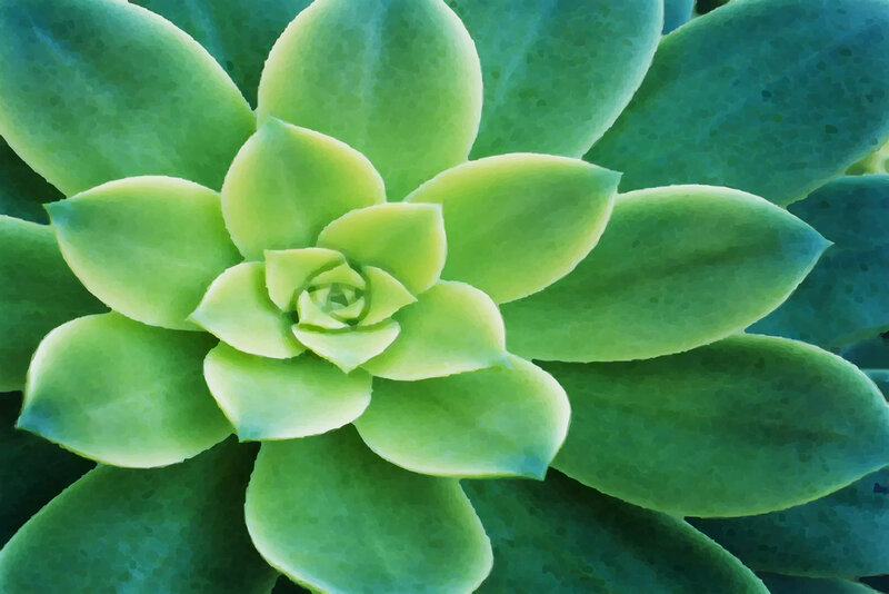 close-up of a succulent plant