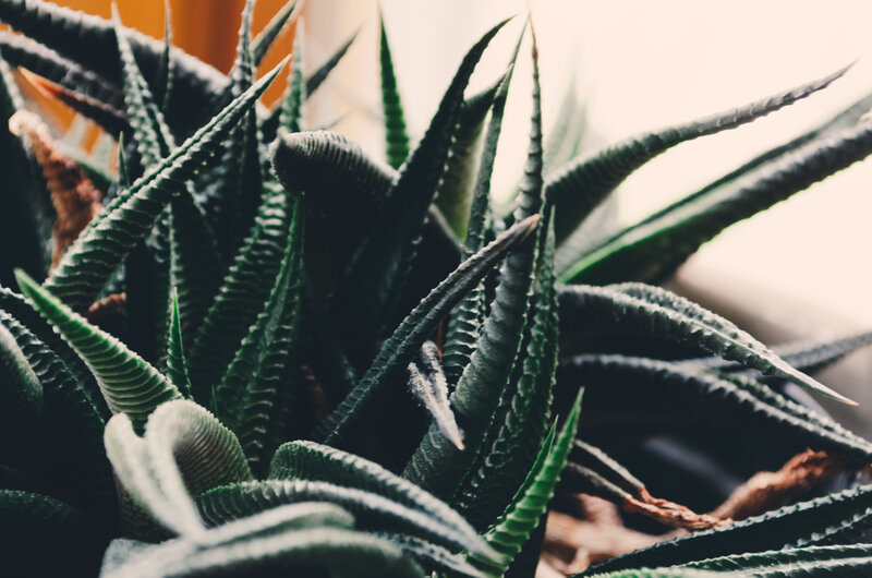 Close-up of a succulent plant