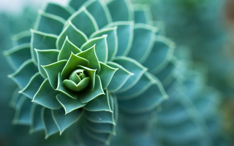 Close-up of a succulent plant