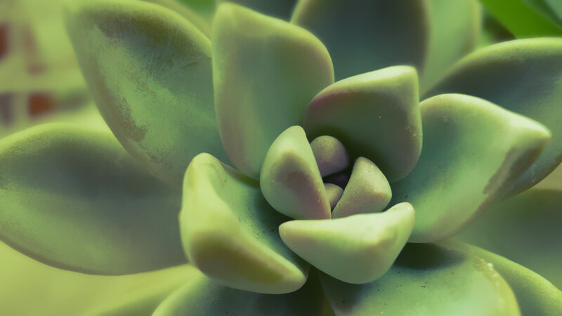Close-up of a succulent plant