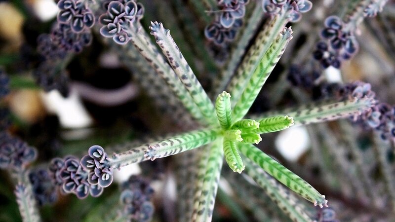 close-up of a succulent plant