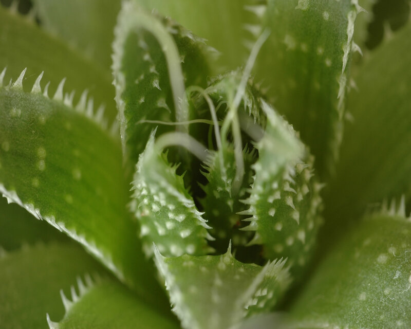 Close-up of a Succulent Plant — Green